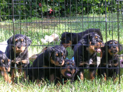 Rottie