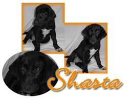 Shasta