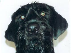 Clyde