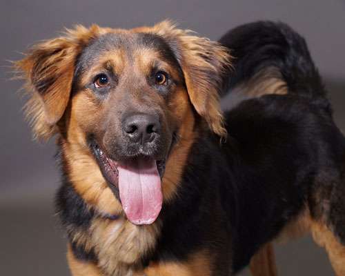 Riddick 3 Puppy