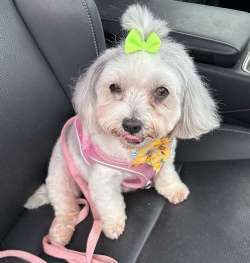 Mitzi