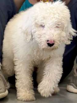 Casper