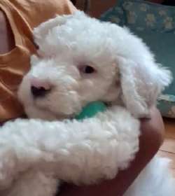 Casper